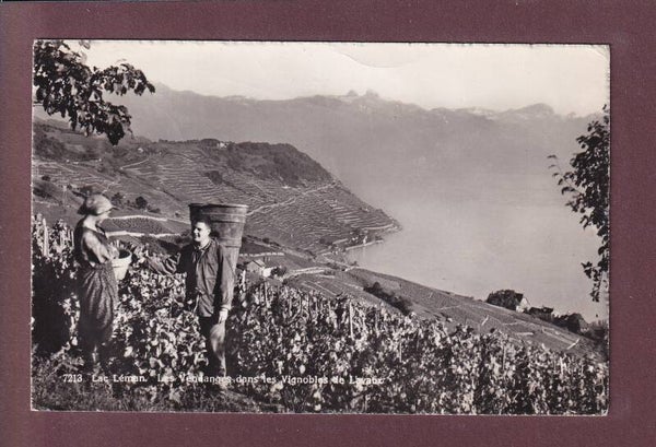 LAVAUX - Vendanges - 1953