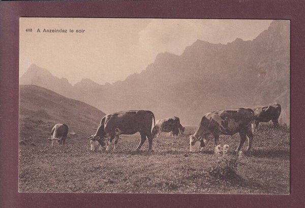 ANZEINDAZ - Vaches