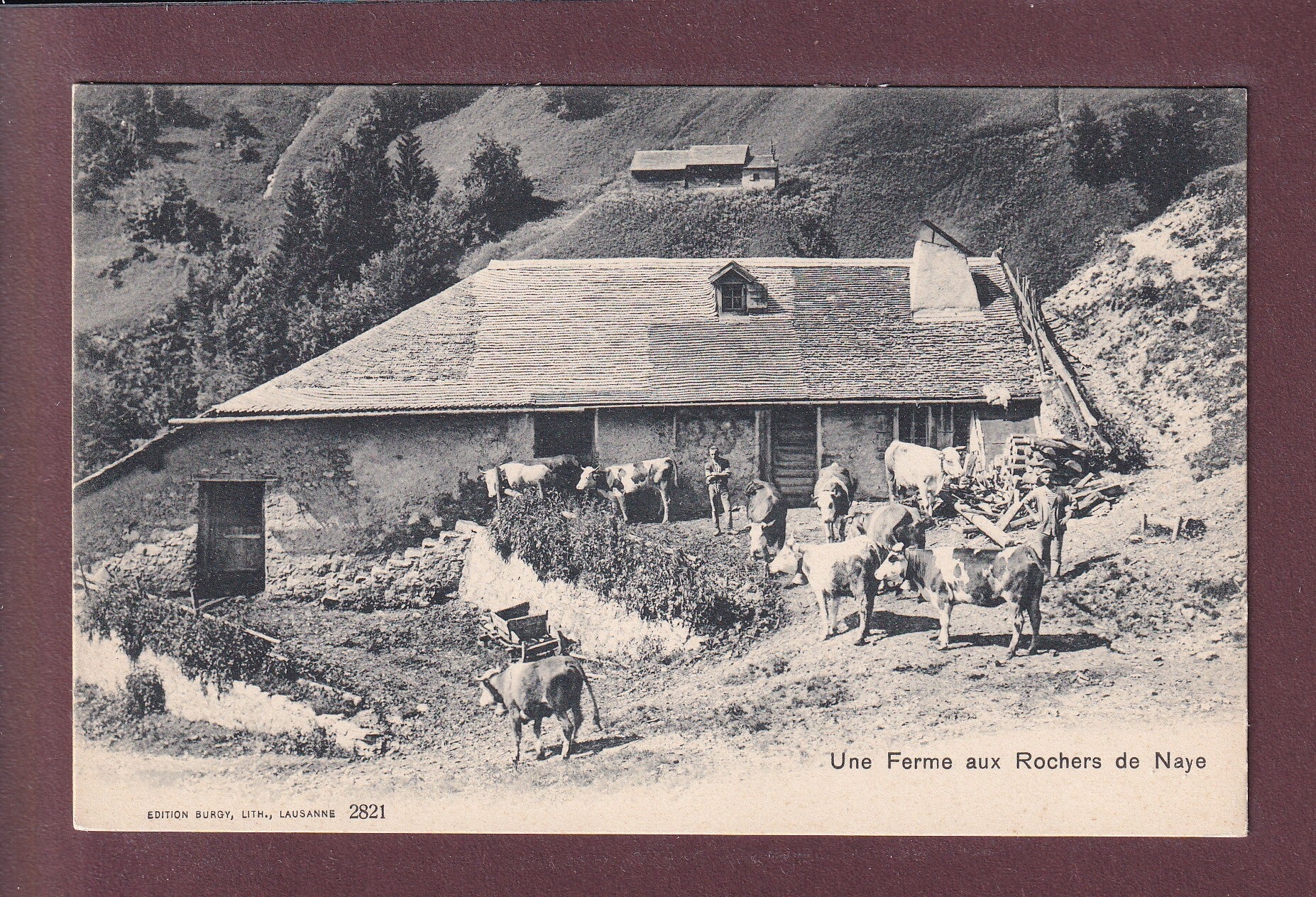 ROCHERS DE NAYE - Une Ferme - Vaches