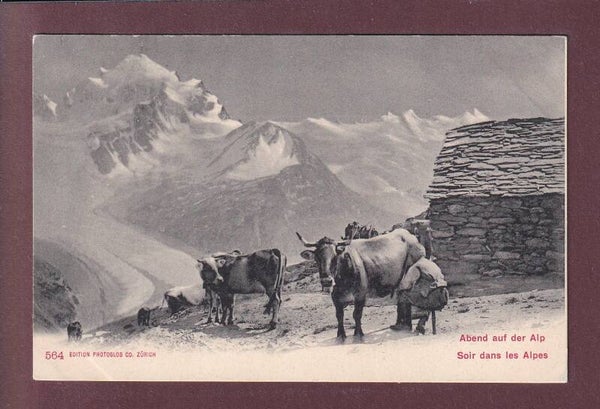 Dans les ALPES - Traite des vaches