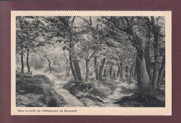 LE BOUVERET - Forêt de Châtaigniers - 1930 // pli d'angle //