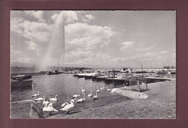GENEVE - Jet d'eau et cygnes