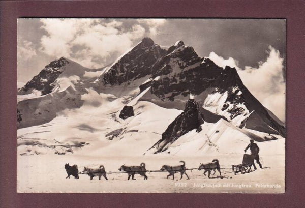 JUNGFRAUJOCH - Polarhunde