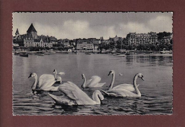 LAUSANNE - Ouchy - Les Cygnes - 1954