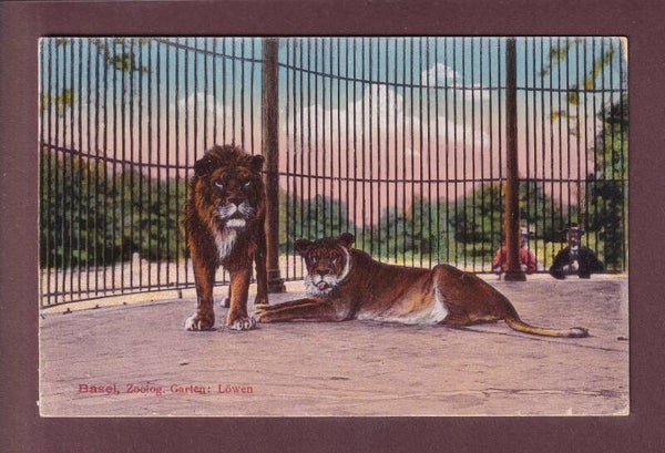 BASEL - Zoolog. Garten - Löwen - 1922
