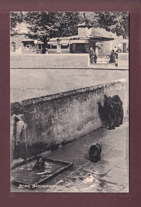 BERN - Bärengraben
