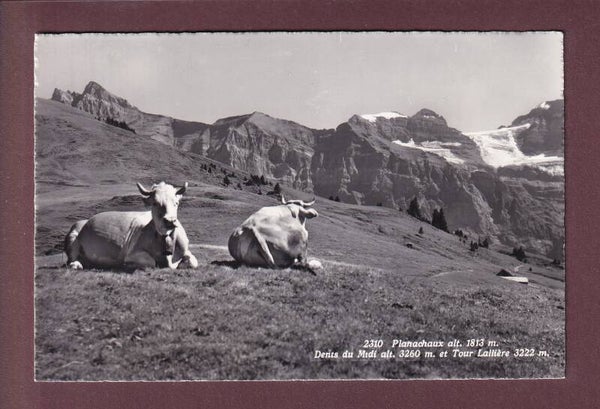 PLANACHAUX - Vaches - Tour Lallière // voir dos //