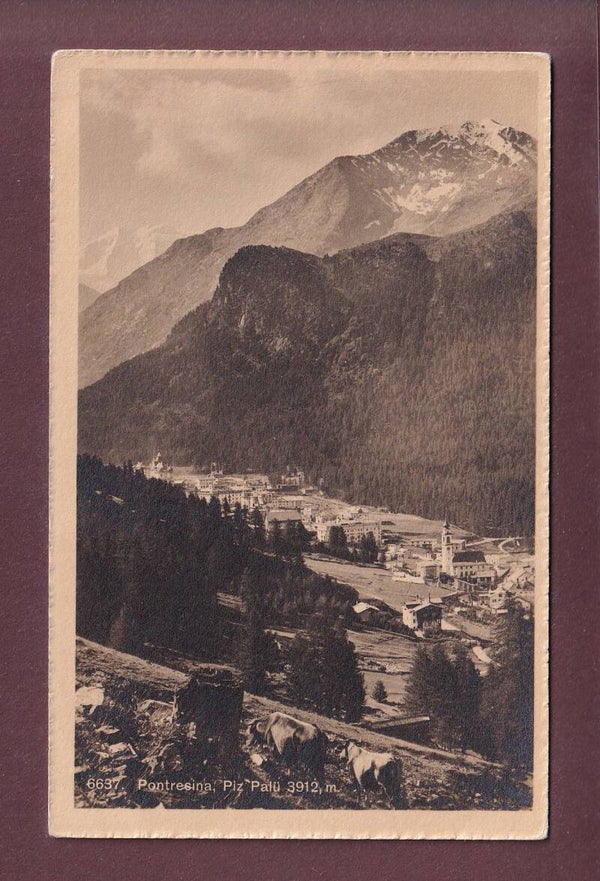 PONTRESINA - Piz Palü - Kühe