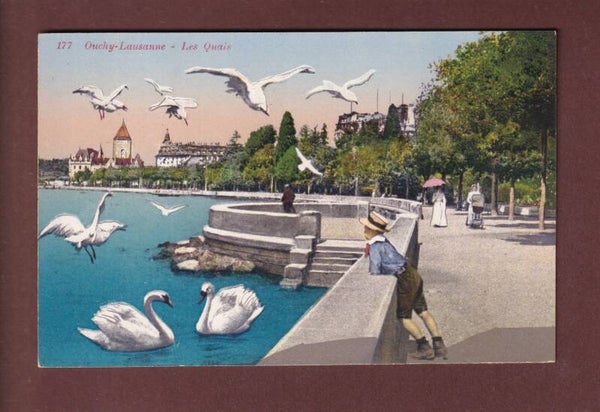LAUSANNE - Quai d'Ouchy - Mouettes et Cygnes