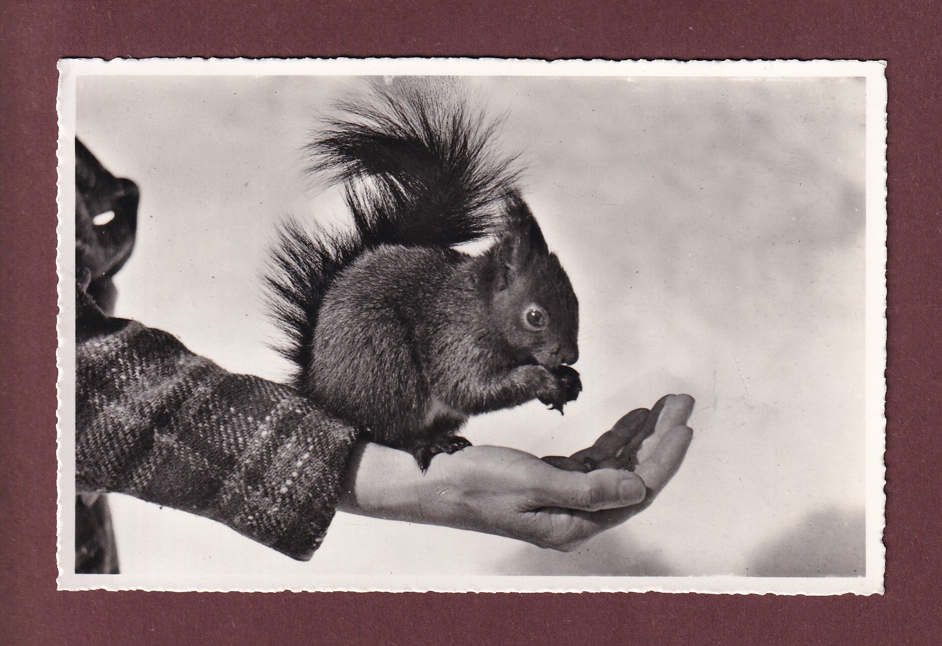 DAVOS - Höhenpromenade - Eichhörnchen - 1954