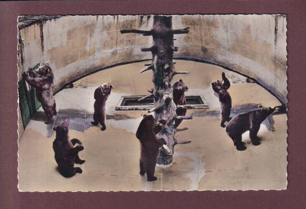 BERN - Bärengraben - 1957