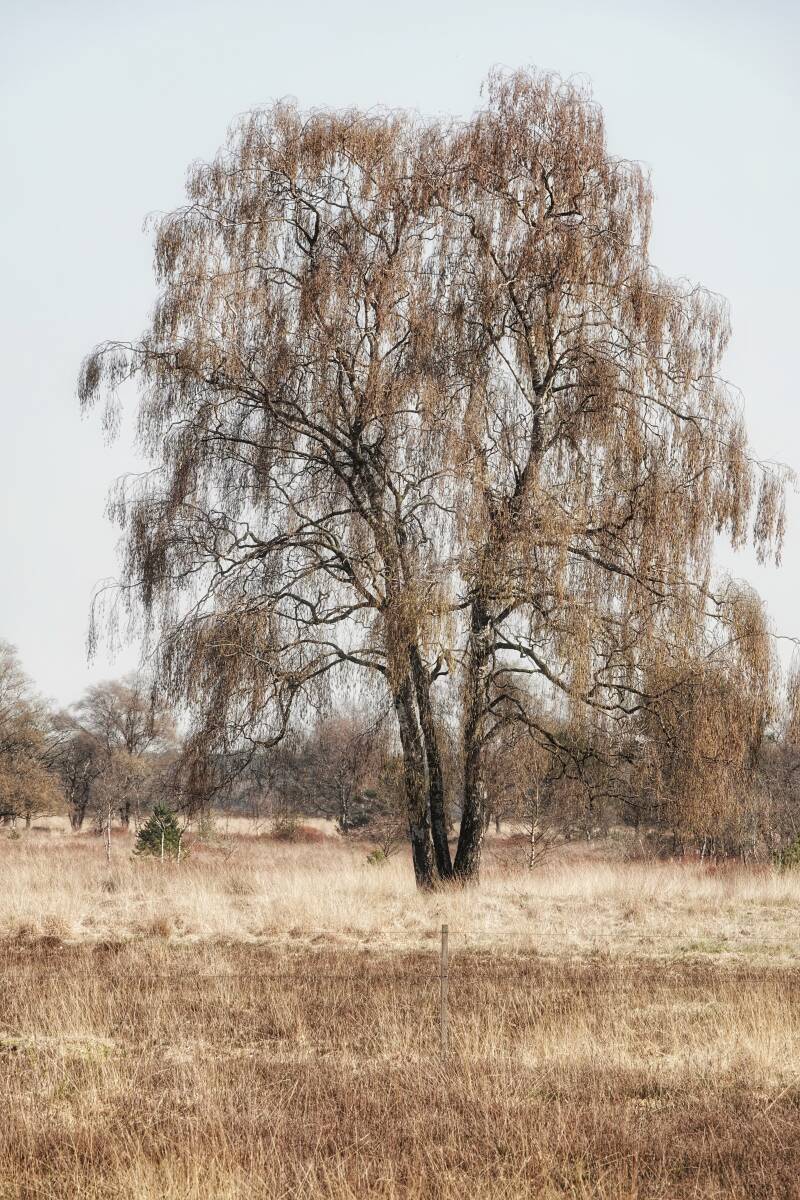 Kampina