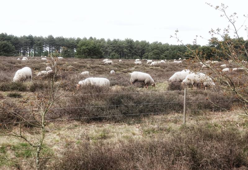 Leenderse heide