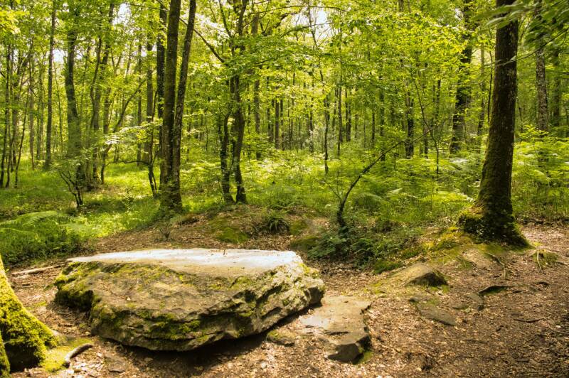 Forêt de Paimpont
