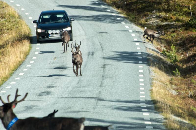 Rendieren op de weg (311)
