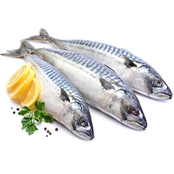 Frozen Mackerel Fish