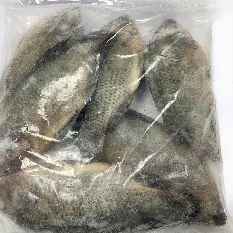 Frozen Tilapia Fish
