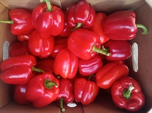Capsicum Bell Peppers box