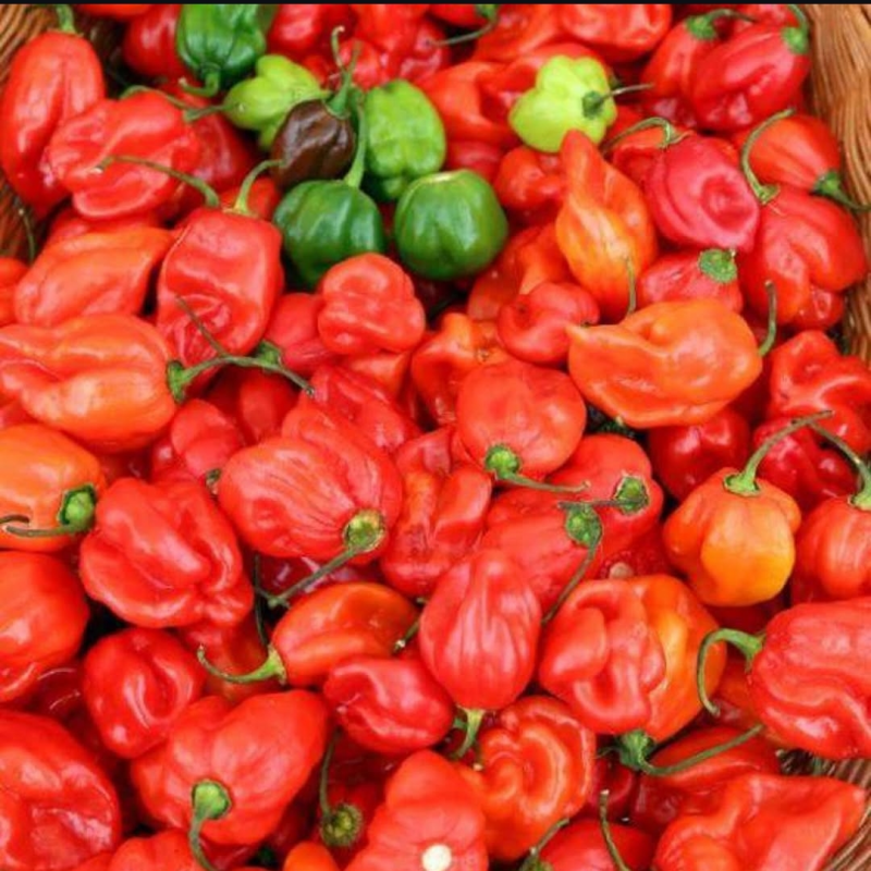 scotch-bonnet-pepper-box-standard-ej6mfg.png