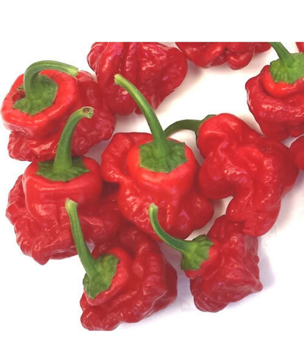 Scotch Bonnet (Ata Rodo - Hot Pepper)