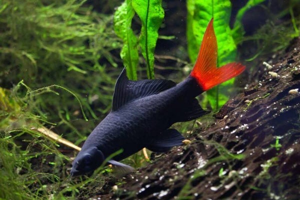 Epalzeorhynchos bicolor - Labeo oranje franjelip