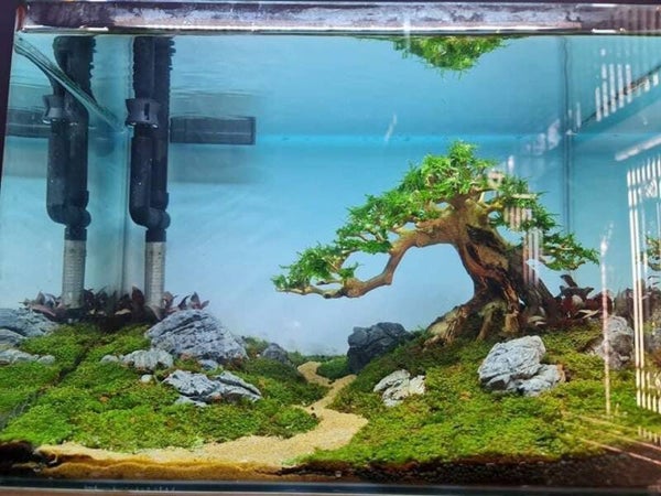 Strideways Bonsai M 30 × 23 × 17 cm