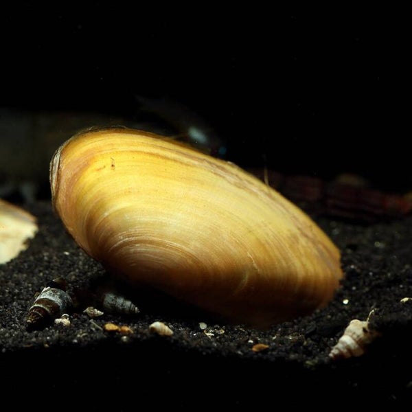 Golden Clam-Pilsbryoconcha exilis mosseltjes 6-7 cm