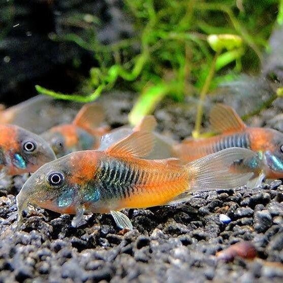 Corydoras Orange Venezuelanus