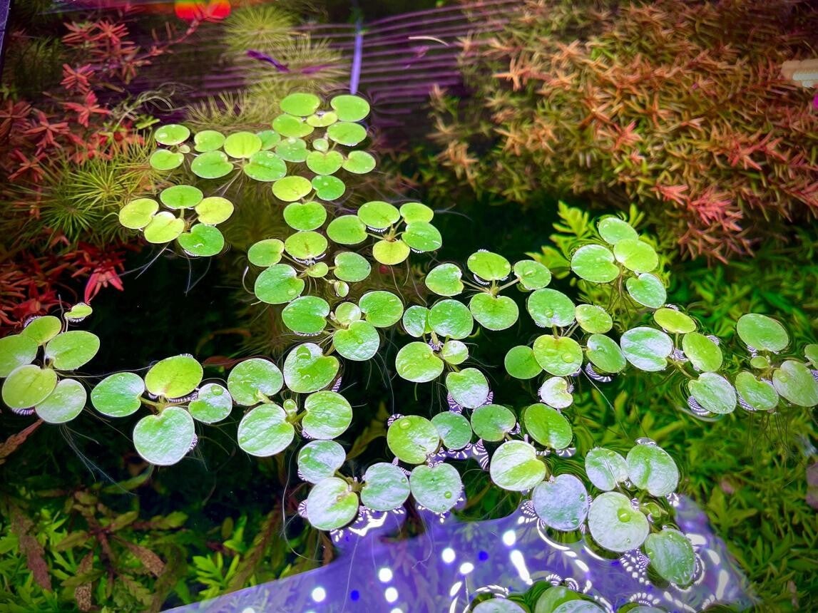 Limnobium laevigatum - Kikkerbeet drijfplantjes