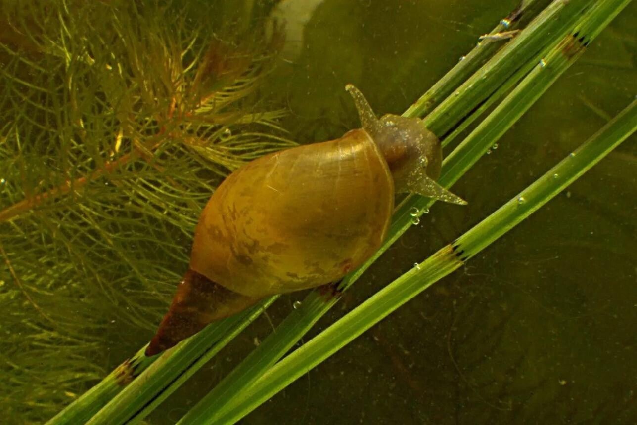 Poelslakken – Nuttige opruimers voor vijver en aquarium