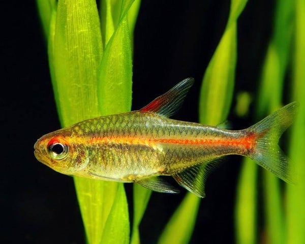 Glowlight tetra - Hemigrammus erythrozonus
