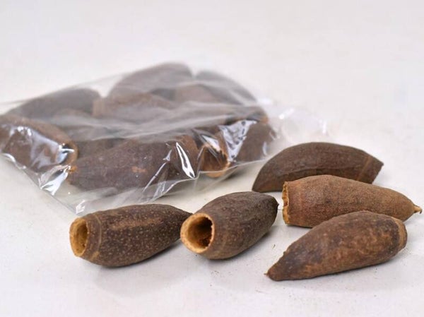 Seru  Jequitiba Trompeta 6-9 cm, 2 stuks