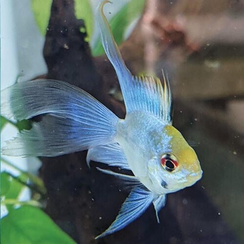 Blue Ramirezi Ballon Longfin (Mikrogeophagus ramirezi)