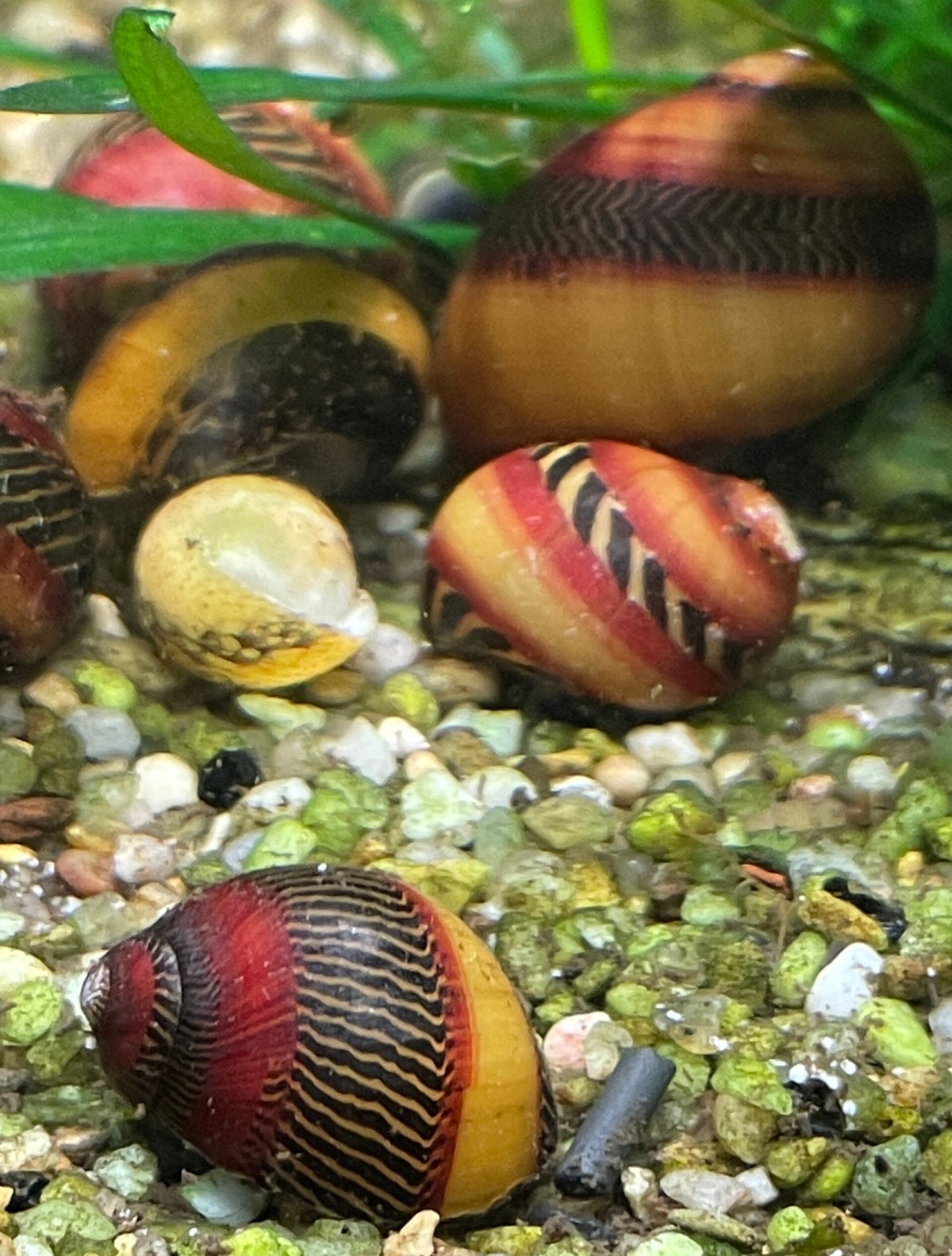 Aquarium slakken ShrimpMania
