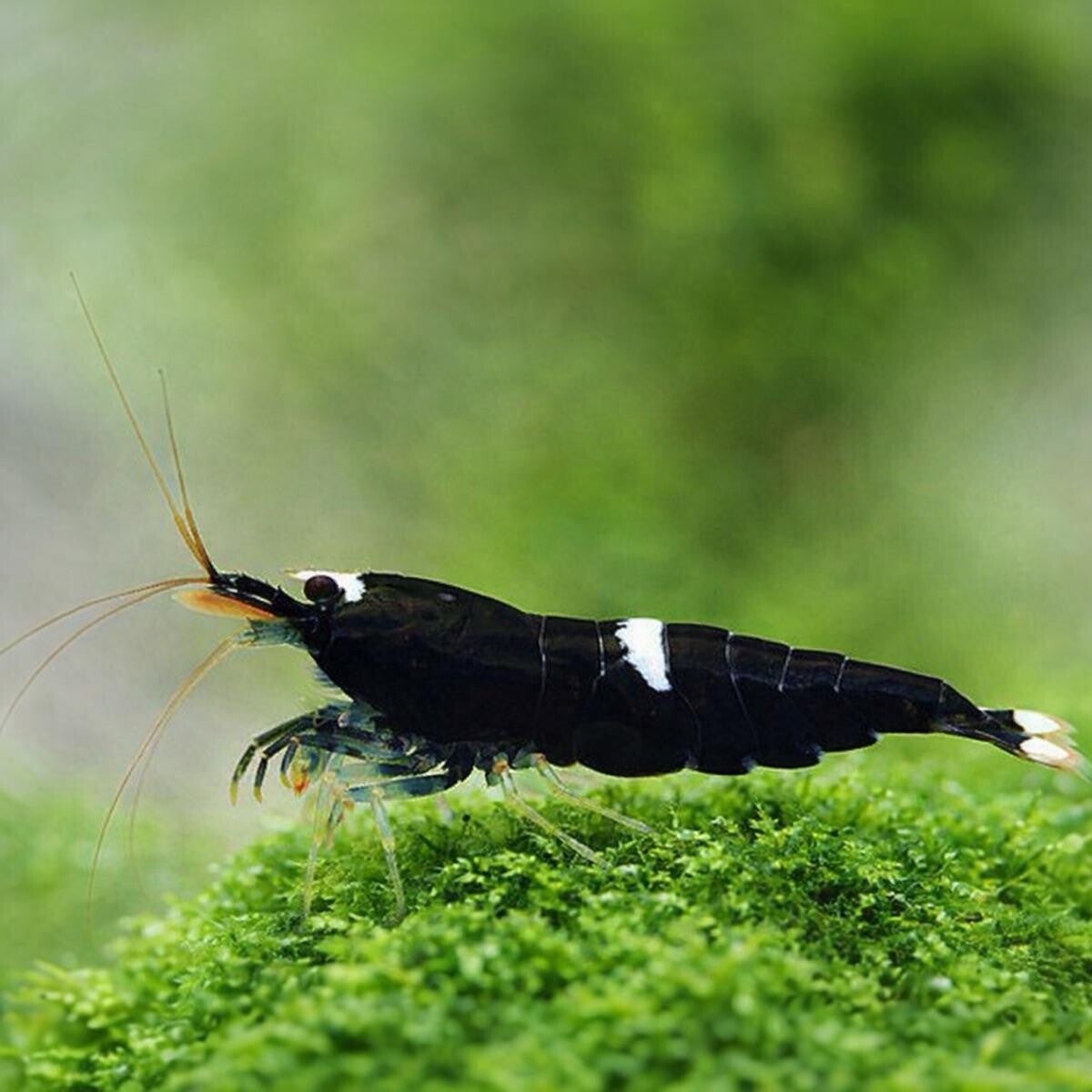Black King Kong Shrimp (Caridina) op gewoon leidingwater