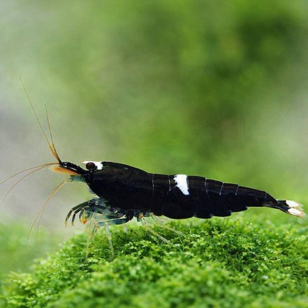 Black King Kong Shrimp (Caridina) op gewoon leidingwater