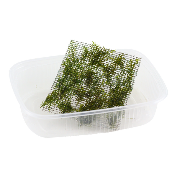 Fissidens fontanus