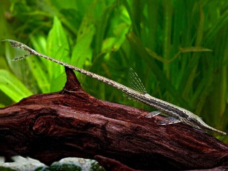 Farlowella Acus - Pansermeerval