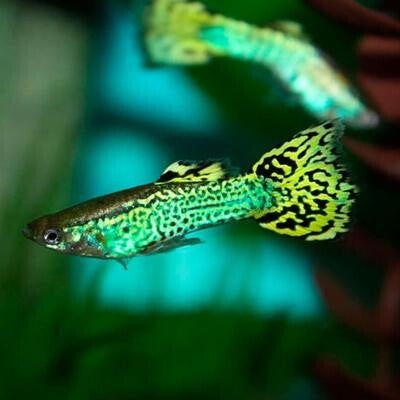 Cobra green of red guppy man