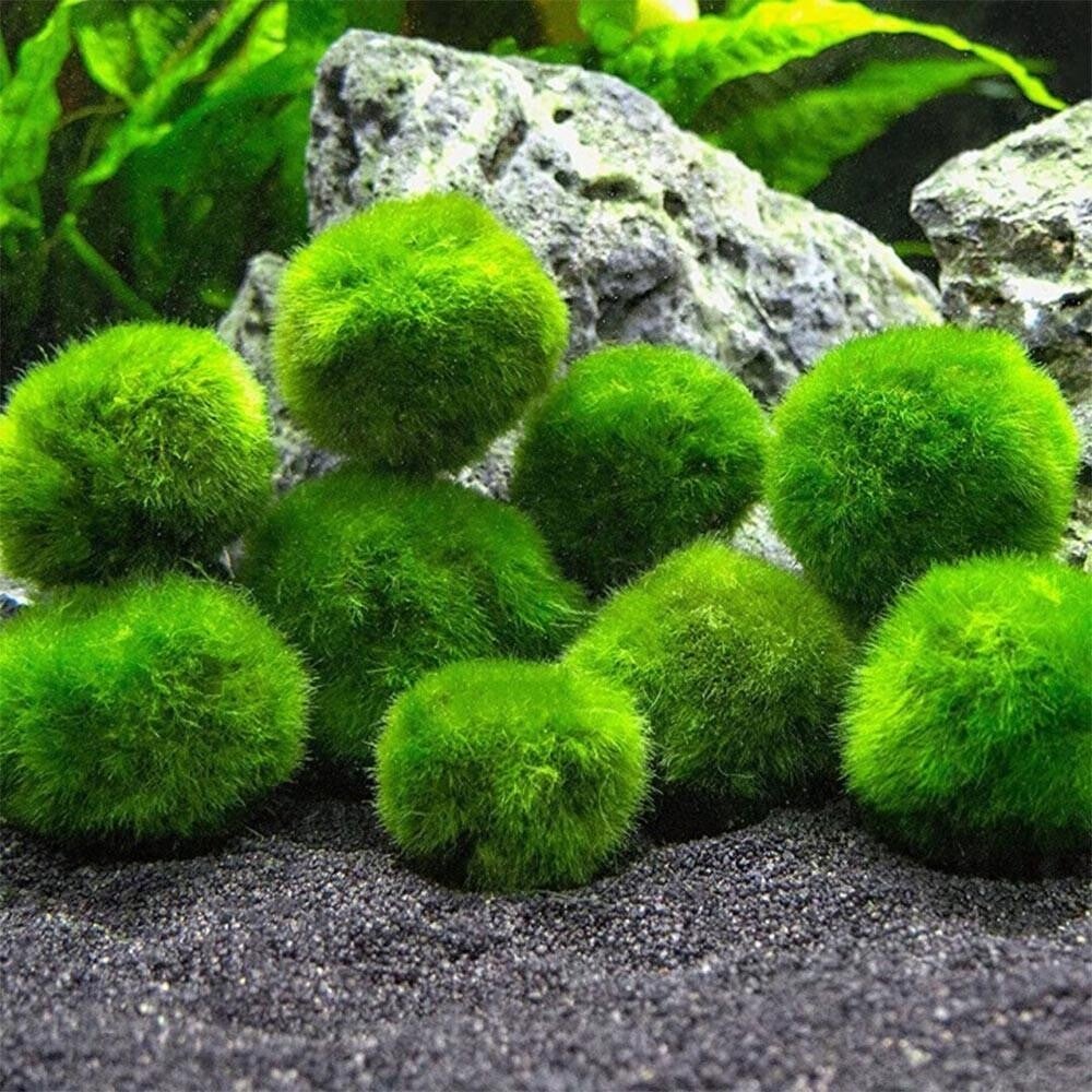 Chladophora aegagropila-Marimo mosbal diverse maten