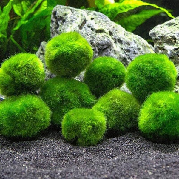🌿 Marimo Mosbal – Aegagropila linnaei (Cladophora) | Diverse Maten