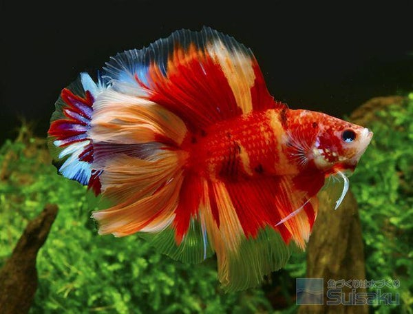 Betta-LT Fullmoon Koi Male
