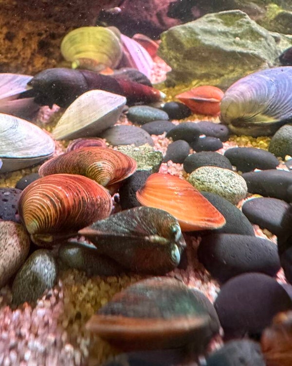 Golden Clam-Pilsbryoconcha exilis mosseltjes 3-10 cm