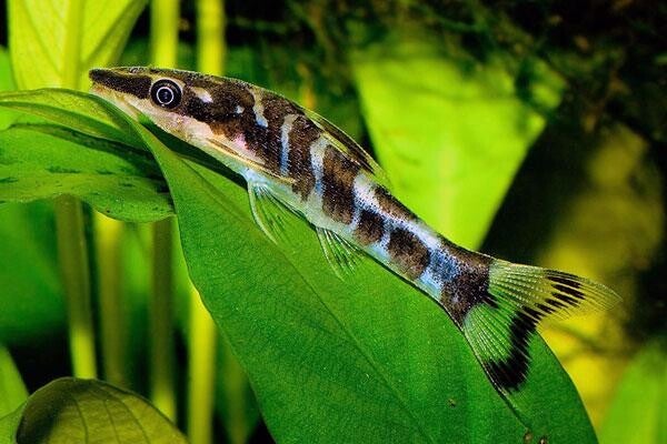 Macrospilus affinis/vitattus - Otocinclus (Dwergalgeneter)