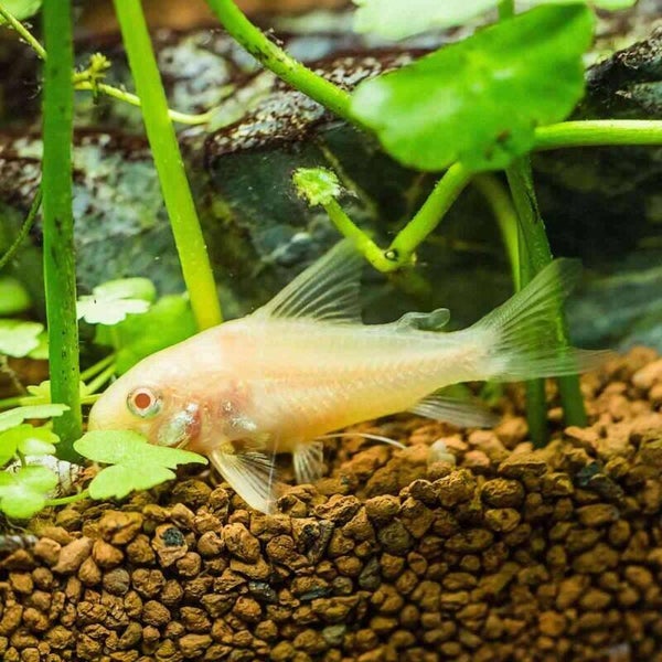 Corydoras Aneus albino