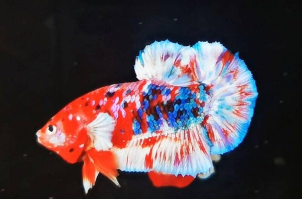Betta Barongsai Multicolor Male