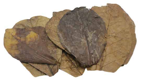 Catappa (amandel) blad gemiddeld 10-40 cm