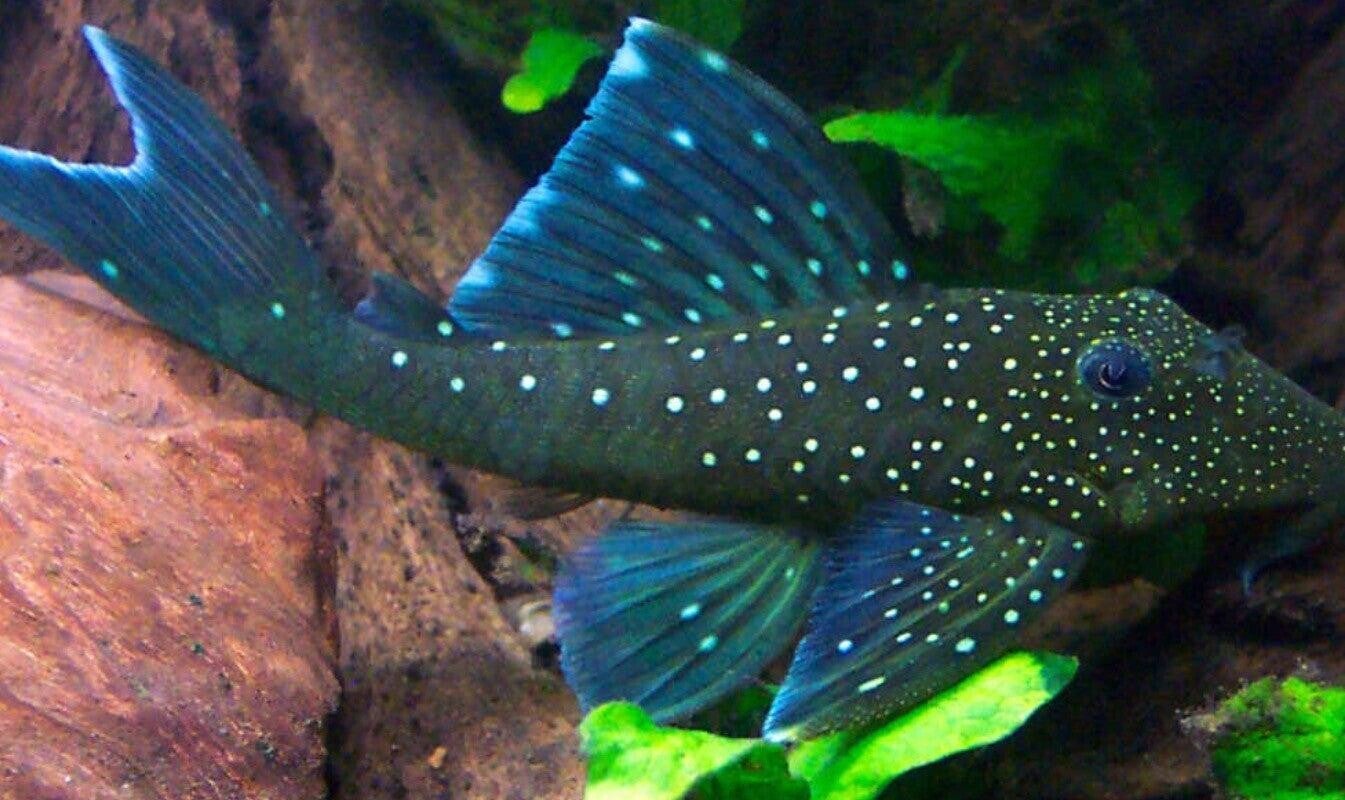 L128 Pleco Hemiancistrus Sp. (Blue Phantom)
