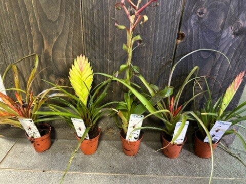 🌿 Tillandsia mix – pot 5 cm (per stuk)