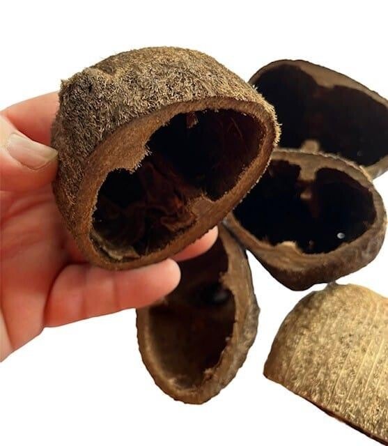 Cocos bolsa Pod 6-8 cm schuilplek